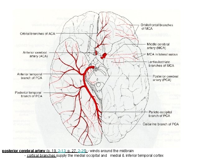 posterior cerebral artery (p. 19, 2 -13; p. 27, 2 -25) - winds around