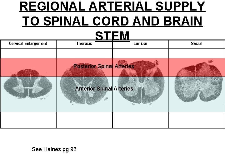 REGIONAL ARTERIAL SUPPLY TO SPINAL CORD AND BRAIN STEM Cervical Enlargement Thoracic Lumbar Posterior