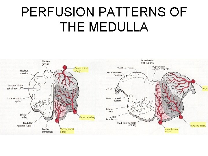 PERFUSION PATTERNS OF THE MEDULLA 