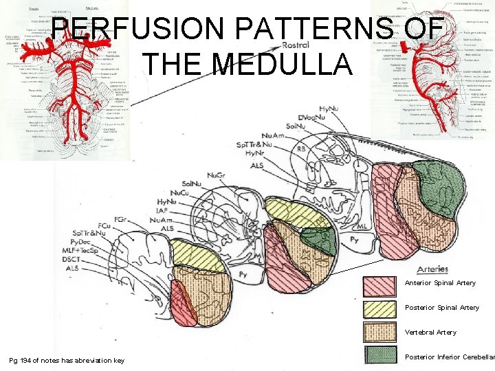 PERFUSION PATTERNS OF THE MEDULLA Anterior Spinal Artery Posterior Spinal Artery Vertebral Artery Pg