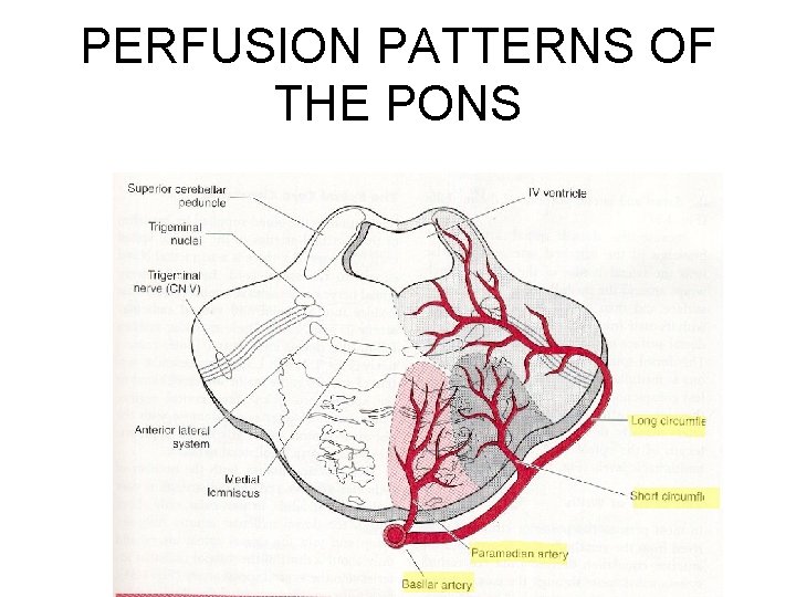 PERFUSION PATTERNS OF THE PONS 