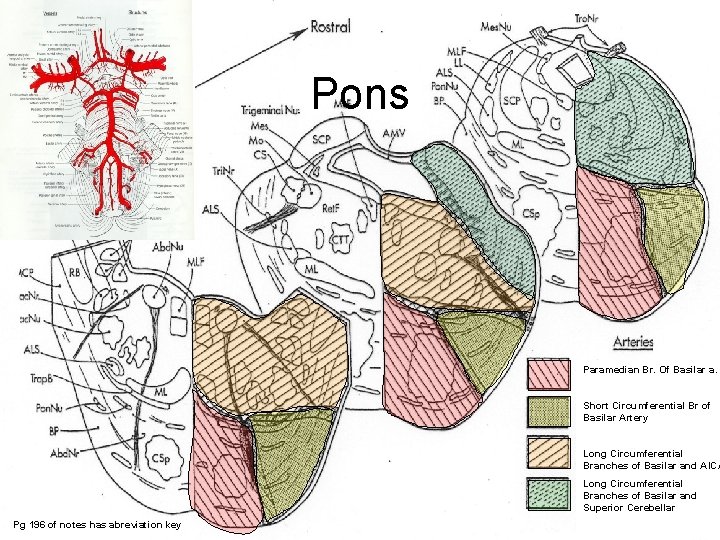 Pons Paramedian Br. Of Basilar a. Short Circumferential Br of Basilar Artery Long Circumferential