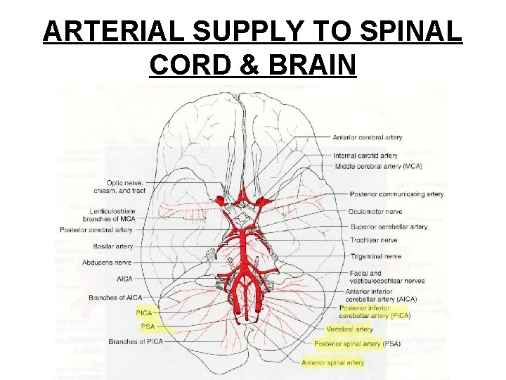 ARTERIAL SUPPLY TO SPINAL CORD & BRAIN 