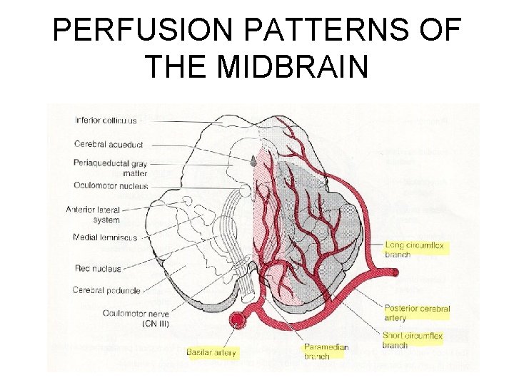 PERFUSION PATTERNS OF THE MIDBRAIN 