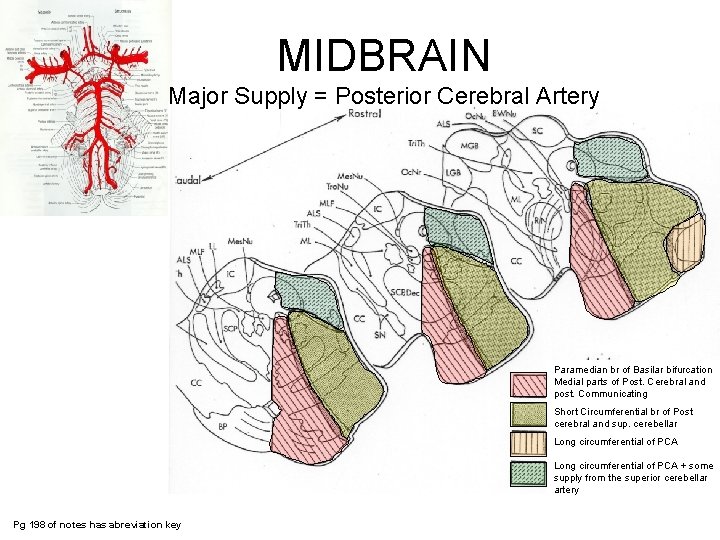 MIDBRAIN Major Supply = Posterior Cerebral Artery Paramedian br of Basilar bifurcation Medial parts