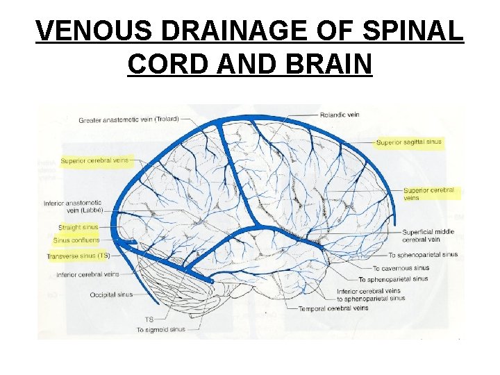 VENOUS DRAINAGE OF SPINAL CORD AND BRAIN 