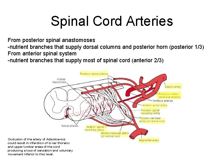Spinal Cord Arteries From posterior spinal anastomoses -nutrient branches that supply dorsal columns and