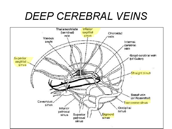 DEEP CEREBRAL VEINS 