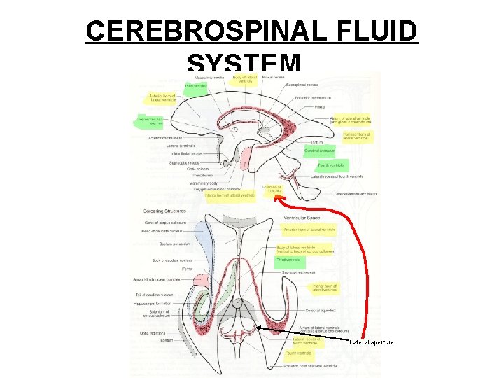 CEREBROSPINAL FLUID SYSTEM Lateral aperture 