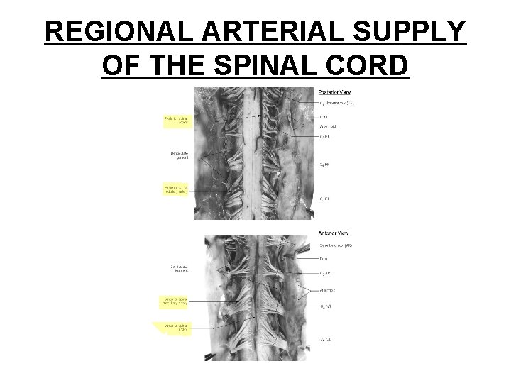 REGIONAL ARTERIAL SUPPLY OF THE SPINAL CORD 