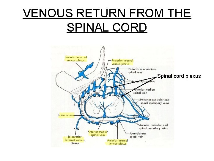 VENOUS RETURN FROM THE SPINAL CORD Spinal cord plexus 