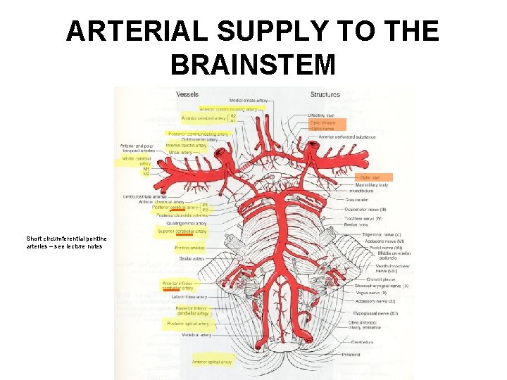 ARTERIAL SUPPLY TO THE BRAINSTEM Short circumferential pontine arteries – see lecture notes 