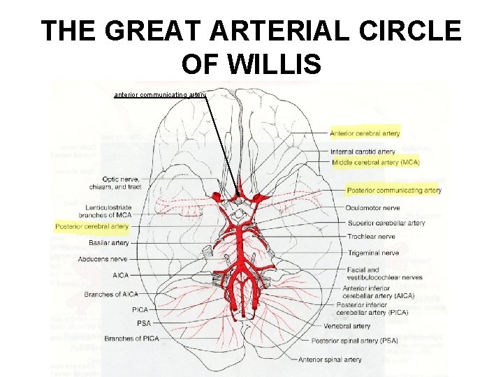 THE GREAT ARTERIAL CIRCLE OF WILLIS anterior communicating artery 