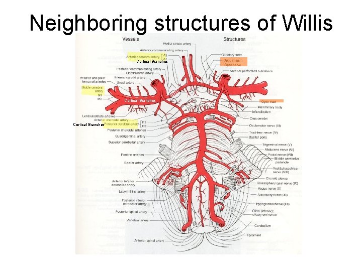 Neighboring structures of Willis Cortical Branches 