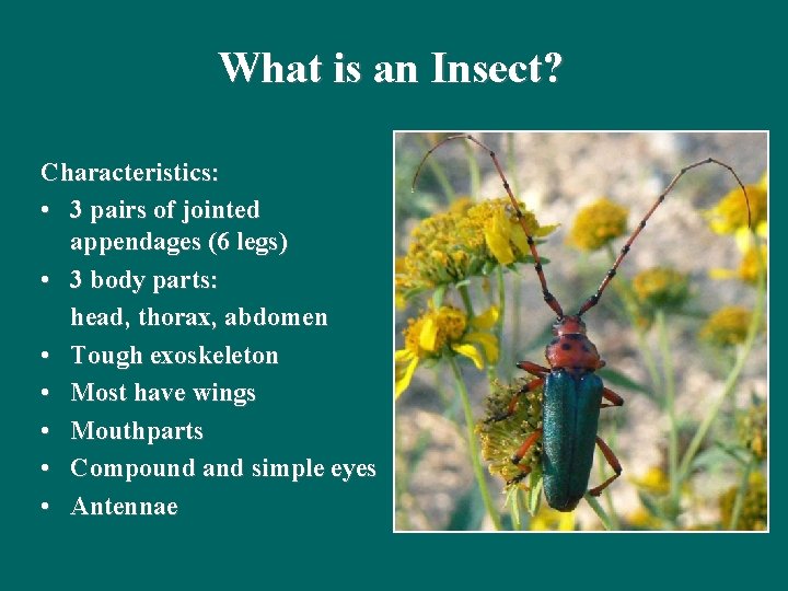 What is an Insect? Characteristics: • 3 pairs of jointed appendages (6 legs) •