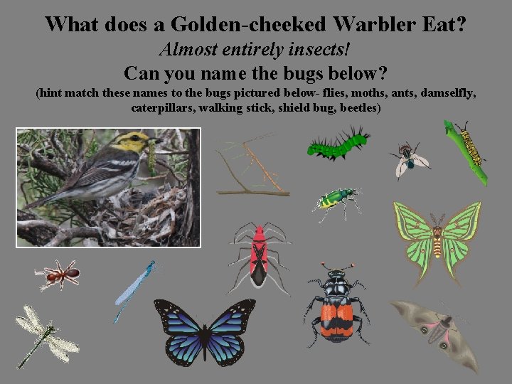 What does a Golden-cheeked Warbler Eat? Almost entirely insects! Can you name the bugs