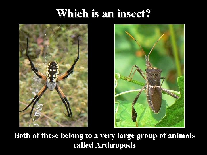Which is an insect? Both of these belong to a very large group of