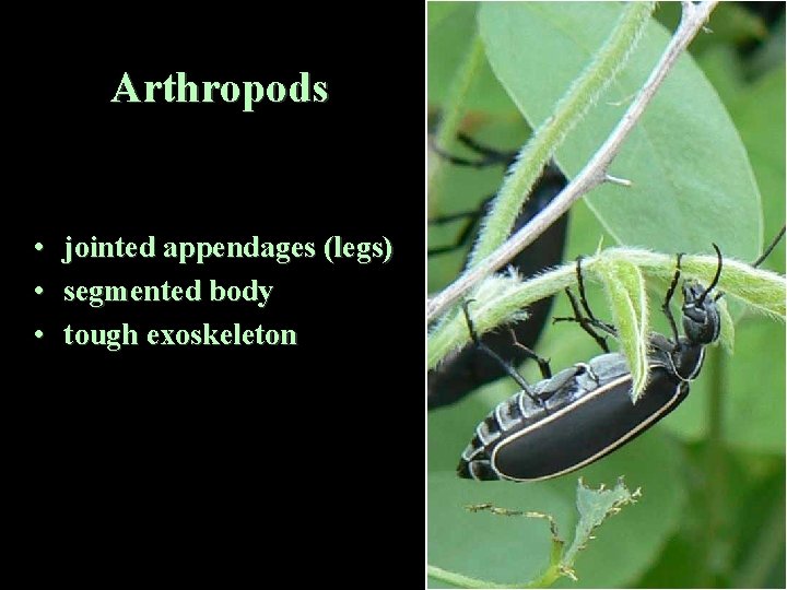 Arthropods • • • jointed appendages (legs) segmented body tough exoskeleton 