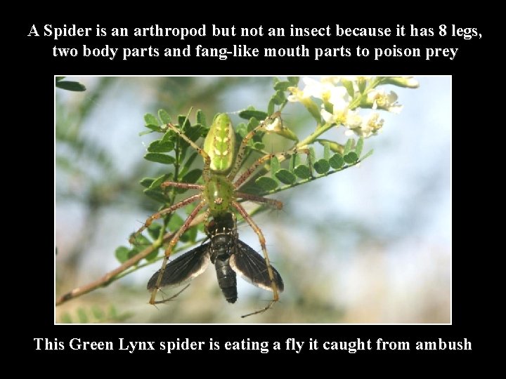 A Spider is an arthropod but not an insect because it has 8 legs,