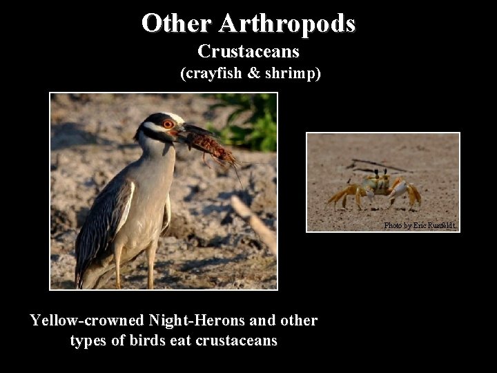 Other Arthropods Crustaceans (crayfish & shrimp) Photo by Eric Runfeldt Yellow-crowned Night-Herons and other