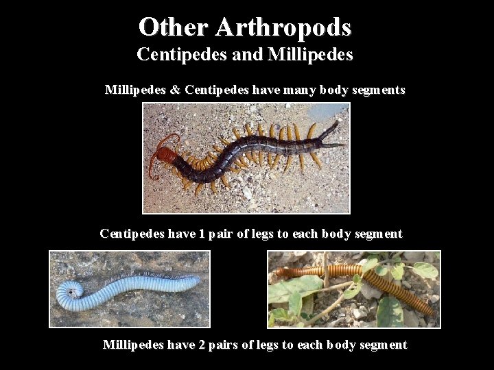 Other Arthropods Centipedes and Millipedes & Centipedes have many body segments Centipedes have 1