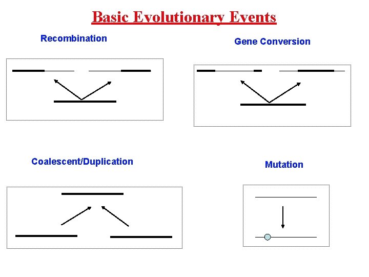 Basic Evolutionary Events Recombination Coalescent/Duplication Gene Conversion Mutation 