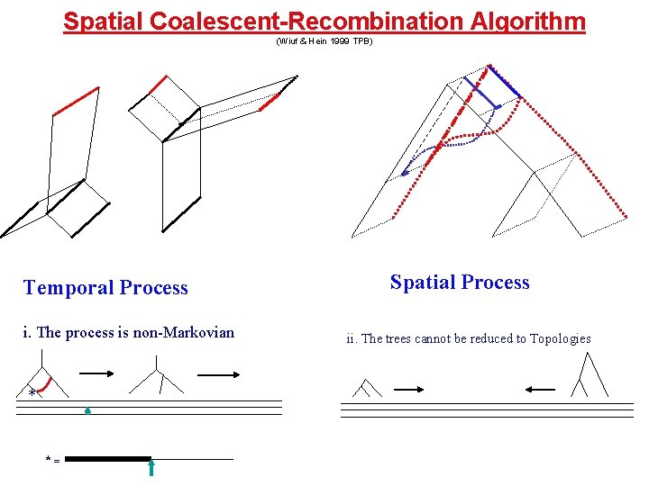 Spatial Coalescent-Recombination Algorithm (Wiuf & Hein 1999 TPB) Temporal Process i. The process is