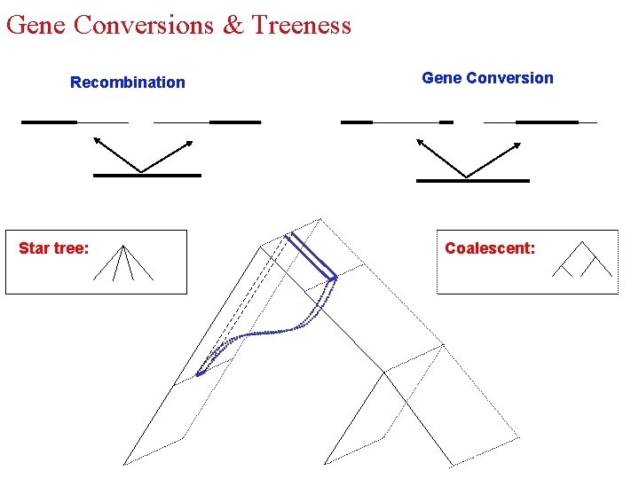 Gene Conversions & Treeness Recombination Star tree: Gene Conversion Coalescent: 