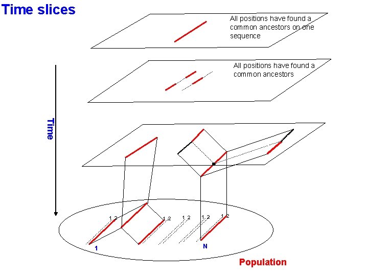 Time slices All positions have found a common ancestors on one sequence All positions