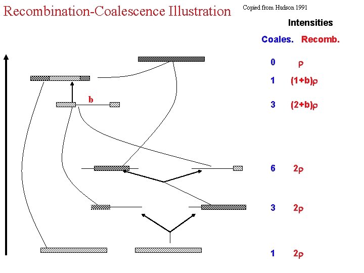 Recombination-Coalescence Illustration Copied from Hudson 1991 Intensities Coales. Recomb. 0 b 1 (1+b) 3