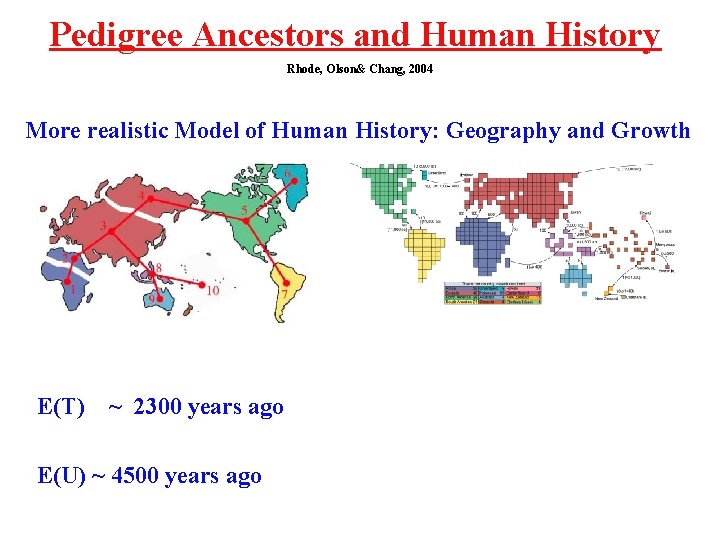 Pedigree Ancestors and Human History Rhode, Olson& Chang, 2004 More realistic Model of Human