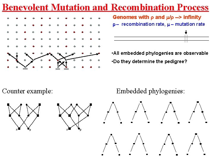 Benevolent Mutation and Recombination Process Genomes with and m/ --> infinity - recombination rate,