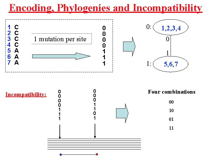Encoding, Phylogenies and Incompatibility 1 2 3 4 5 6 7 C C A