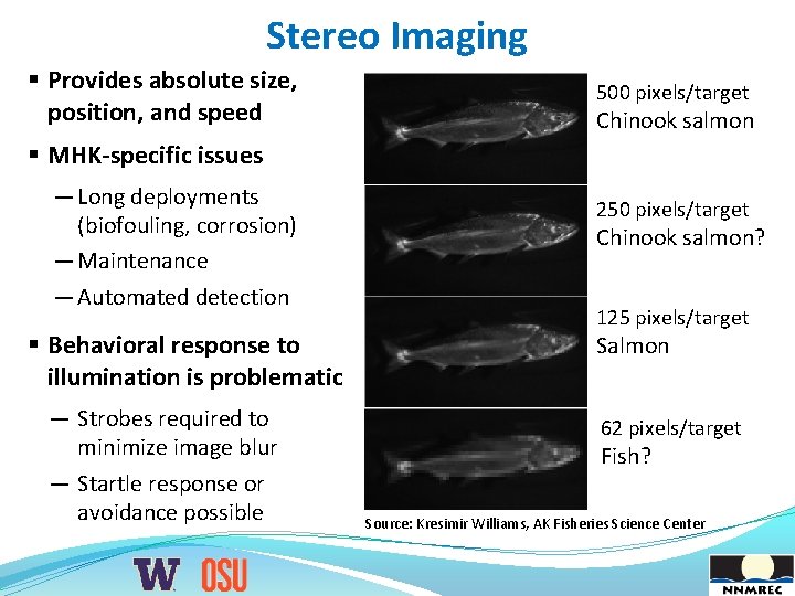 Stereo Imaging § Provides absolute size, position, and speed 500 pixels/target Chinook salmon §