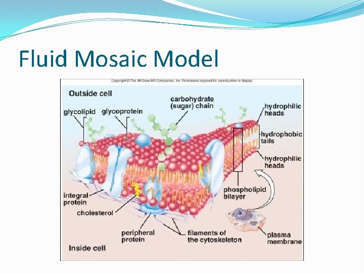 Fluid Mosaic Model 