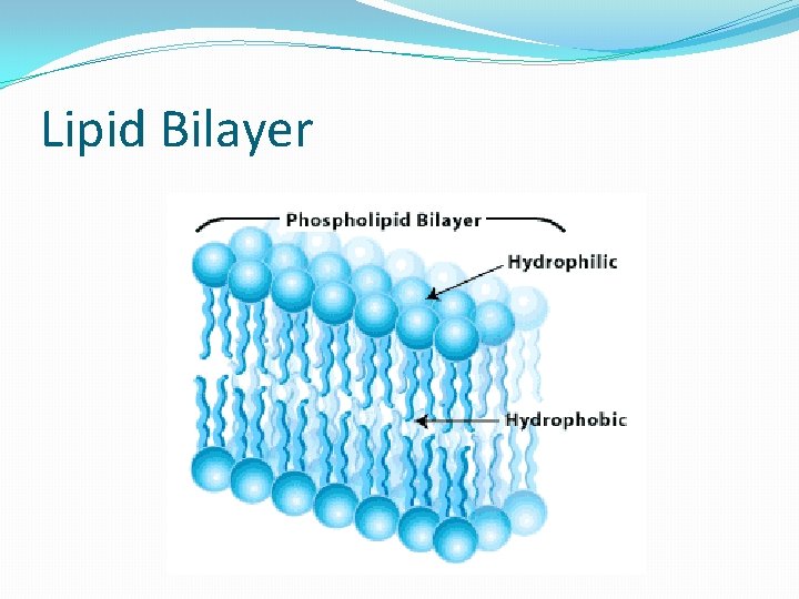 Lipid Bilayer 