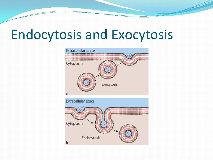 Endocytosis and Exocytosis 