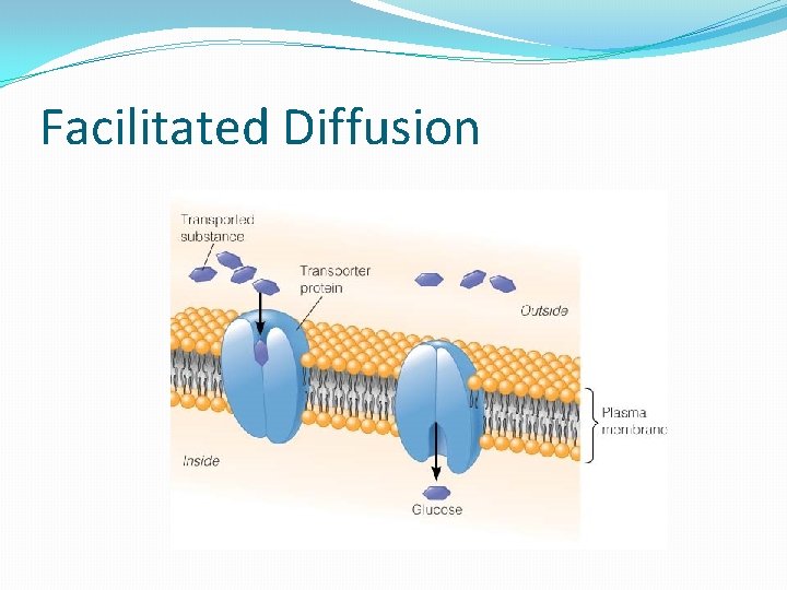 Facilitated Diffusion 