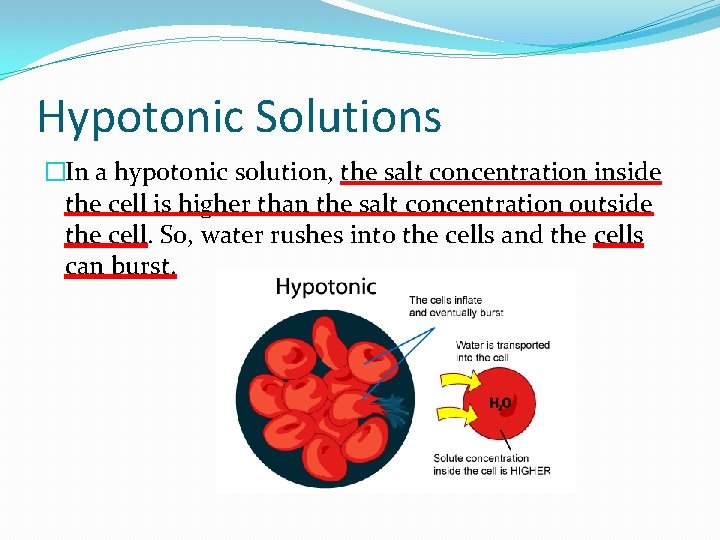 Hypotonic Solutions �In a hypotonic solution, the salt concentration inside the cell is higher