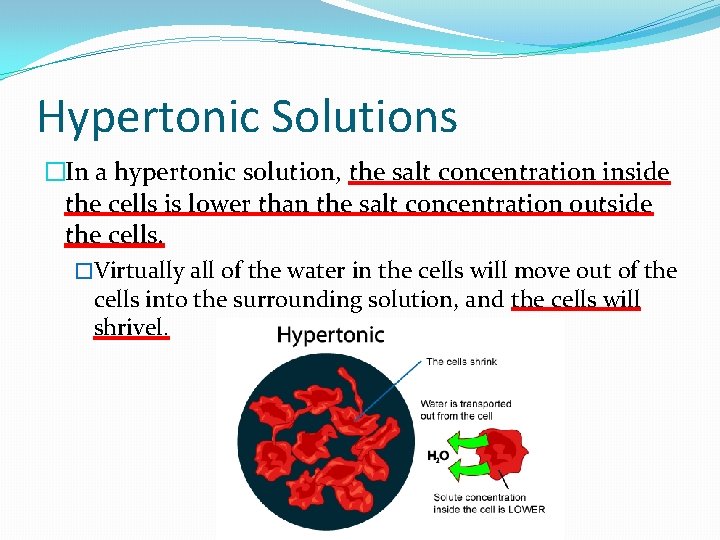 Hypertonic Solutions �In a hypertonic solution, the salt concentration inside the cells is lower