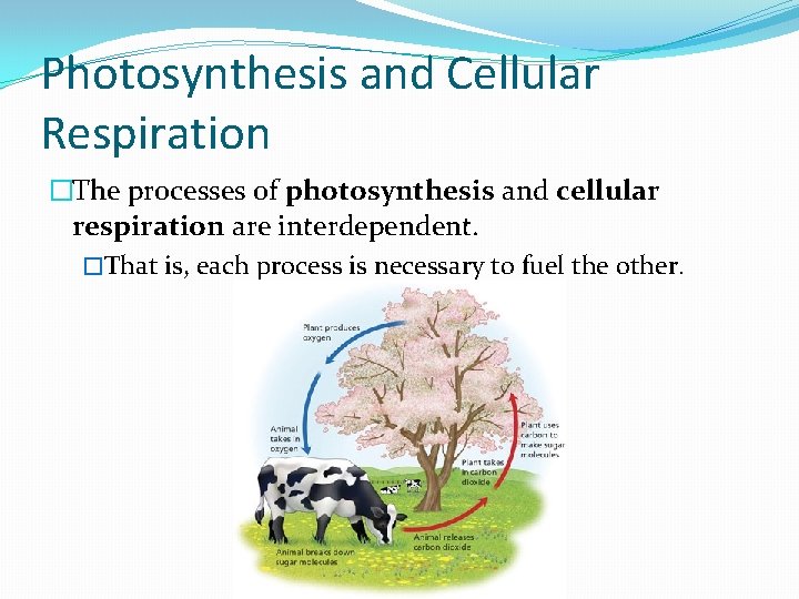 Photosynthesis and Cellular Respiration �The processes of photosynthesis and cellular respiration are interdependent. �That