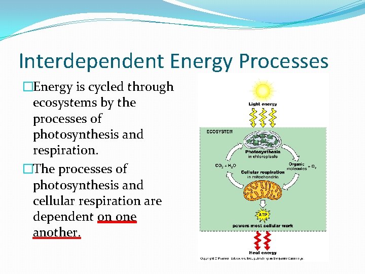 Interdependent Energy Processes �Energy is cycled through ecosystems by the processes of photosynthesis and