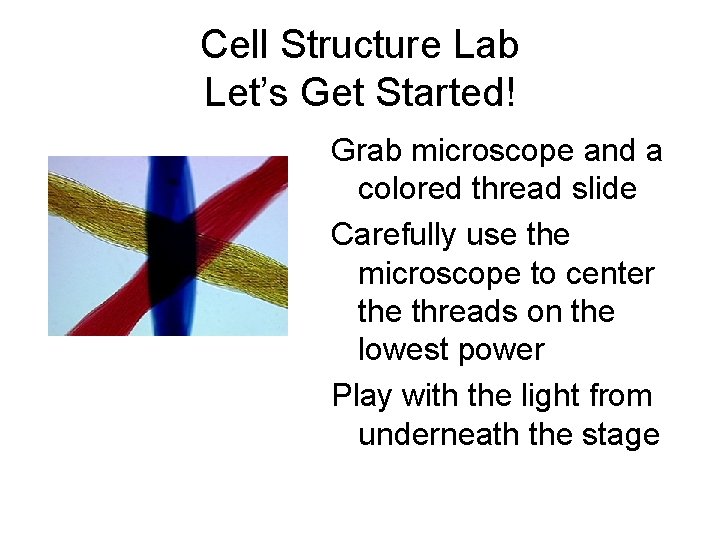 Cell Structure Lab Let’s Get Started! Grab microscope and a colored thread slide Carefully