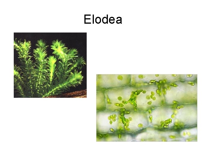 Elodea 