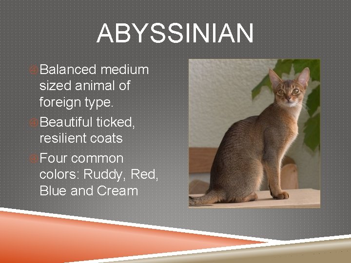 ABYSSINIAN Balanced medium sized animal of foreign type. Beautiful ticked, resilient coats Four common
