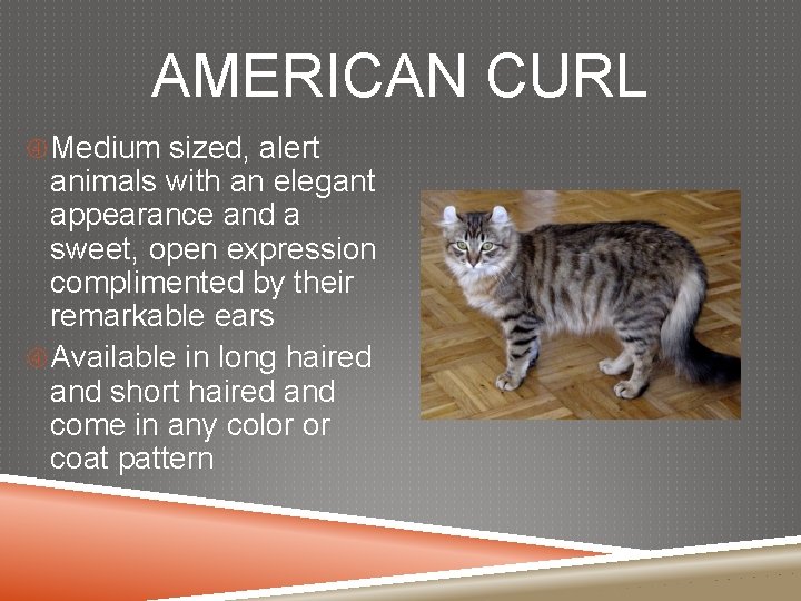 AMERICAN CURL Medium sized, alert animals with an elegant appearance and a sweet, open