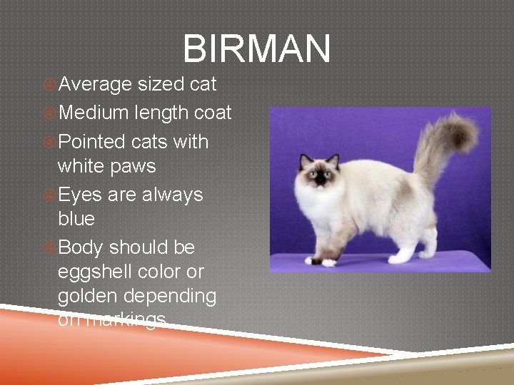 BIRMAN Average sized cat Medium length coat Pointed cats with white paws Eyes are