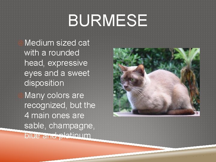 BURMESE Medium sized cat with a rounded head, expressive eyes and a sweet disposition