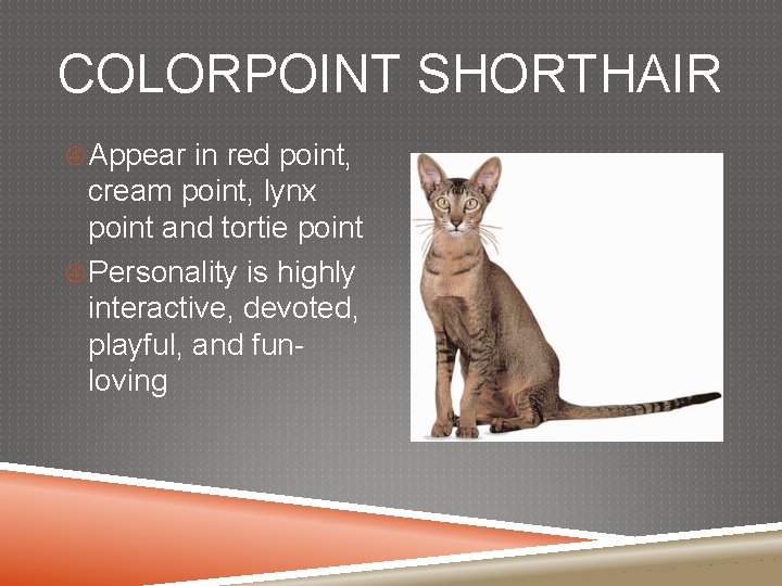 COLORPOINT SHORTHAIR Appear in red point, cream point, lynx point and tortie point Personality