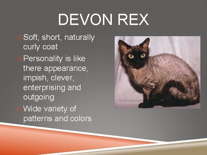 DEVON REX Soft, short, naturally curly coat Personality is like there appearance, impish, clever,